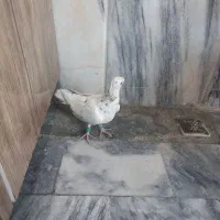 سارسیاه قلدرنر....زدوخوردی|پرنده|مشهد, ایثار|دیوار