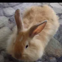 خرگوش های نر و ماده سالم یک ساله