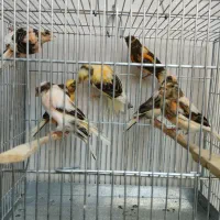 قناری آگات توپاز ،ابلغ قرمز