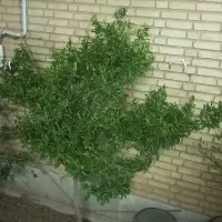 منزل-اهن-آجر-شمالی