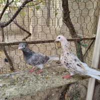 کبوتردم سفید|پرنده|تاکستان, |دیوار