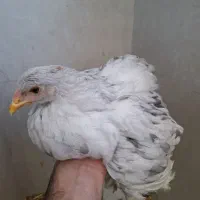 نیمچه برهما ۴ ماهه