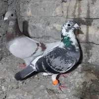 جفت ماده مسافتی