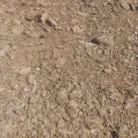 کود بوقلمون گوشتی