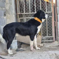 واگذاری سگ نر|سگ|اصفهان, ارداجی|دیوار