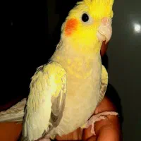 عروس هلندی ماده بالغ