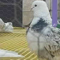 پرنده
