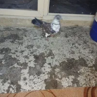 کبوتر پلاکی|حیوانات|کرمانشاه, |دیوار