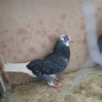 کبوتر|پرنده|تهران, مشیریه|دیوار