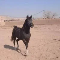 خریدوفروش اس ب