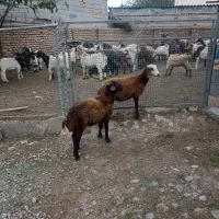 ۲رآس توقلی ماده مخصوص داشتی