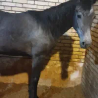کره مادیان نوه شهریار مجد