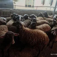 بره ماده|حیوانات مزرعه|کوهدشت, |دیوار