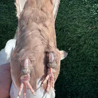 کفتر رنگی|پرنده|مرودشت, بیست متری بیمارستان|دیوار