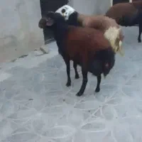 بر قوچ|حیوانات مزرعه|ملایر, |دیوار