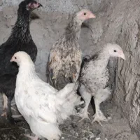 تعدادی جوجه برهما و جوجه لاری