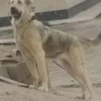 نیازمند سگ نگهبان رایگان باشه