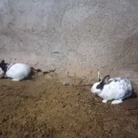 خرگوش|موش و خرگوش|قوچان, |دیوار