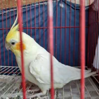 طوطی عروسی سخنگو