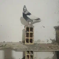 کبوتر شاپر|پرنده|ملکشاهی, |دیوار