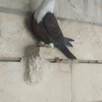 کبوتردرسایت کبوتر|پرنده|شیراز, پودنک|دیوار