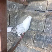 کبوتر|پرنده|بندرعباس, |دیوار