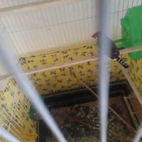 فروش فنچ