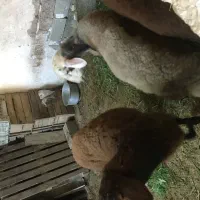 گوسفندهای افشار بروجرد|حیوانات مزرعه|قائمشهر, |دیوار