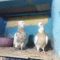 طوقی کرم اجری خال