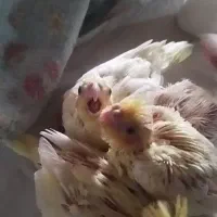 پیش فروش جوجه عروس هلندی