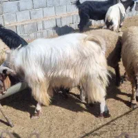 پازن و ۴ راس بره چاق و سه راس میش فروشی