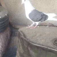 kabotar|پرنده|چگنی, |دیوار