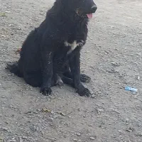 سگ نر ۱۱ماهه دم قر