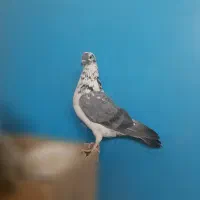 کبوتر کفتر