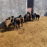 فروش میش|حیوانات مزرعه|بشاریات, |دیوار