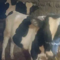 سه راس گوساله به فروش میرسد