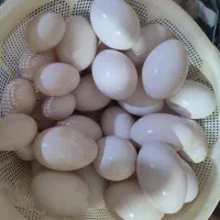 تخم غاز واردک