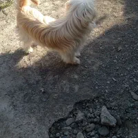 سگ شیتزر|سگ|طرقبه, |دیوار