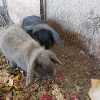 خرگوش دوعدد|موش و خرگوش|گناباد, |دیوار