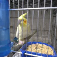 عروس هلندی لوتینو ماده|پرنده|بندرعباس, |دیوار