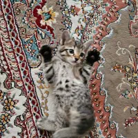بچه گربه های نژاد دار