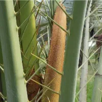 دول - تاره نر نخل