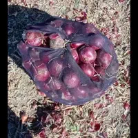 گره زنی تور پیاز