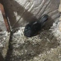 کبوتررنگی سینه دم قهوای طوقی پرشی|پرنده|کرج, حصارک بالا|دیوار