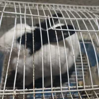 خرگوش|موش و خرگوش|ایوان, |دیوار