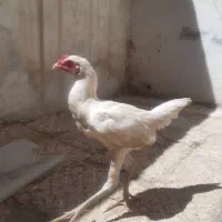 خروس لاری سفید|حیوانات مزرعه|مشهد, طلاب|دیوار