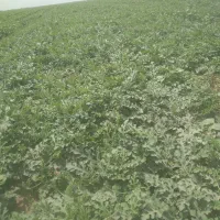 نیازمند کارگر کشاورزی  اقا