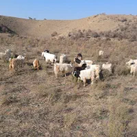 بزغاله نر چپیش