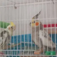 عروس هلندی کاملا سالم وجوان|پرنده|گلبهار, نوبهار|دیوار