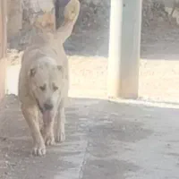 سگ الابای روس اصیل|سگ|اصفهان, خوراسگان|دیوار